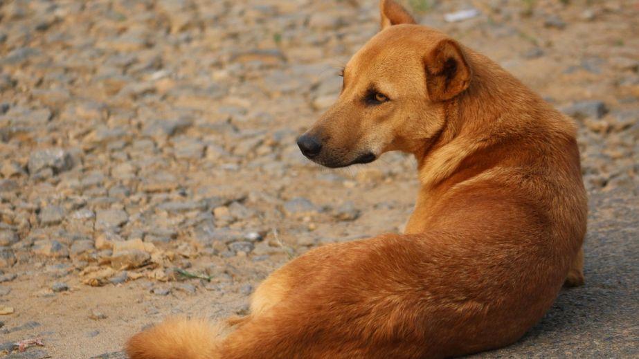 In Nikopol, authorities are investigating a mass poisoning of dogs.