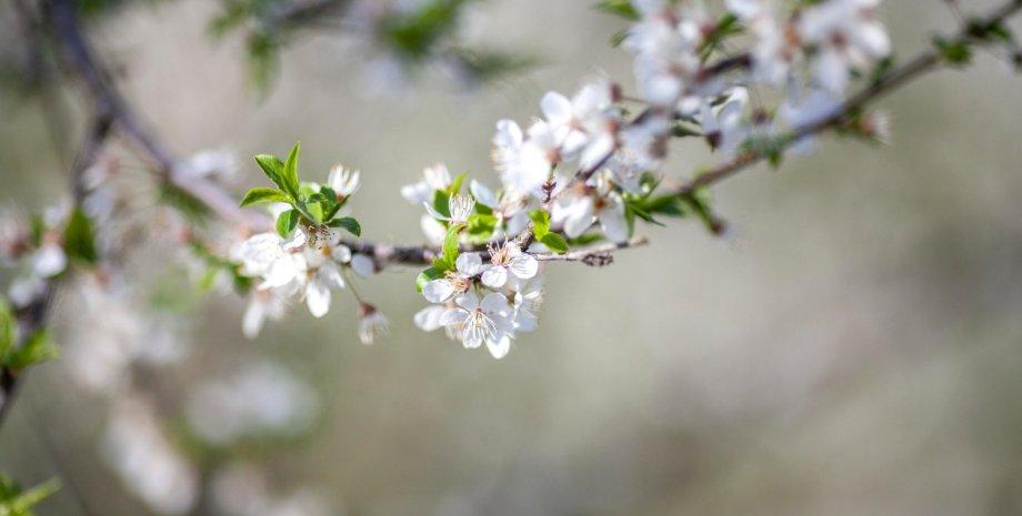 March has a surprise in store: temperatures in Ukraine are set to rise to +20°C (photo).