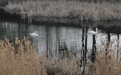 Пара лебедів на ставку в Обухові знову привернула увагу до поганого стану водойми (ФОТО)